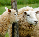放養小綿羊2.jpg